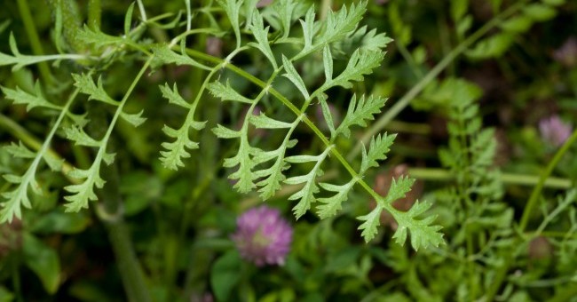 Daucus carota